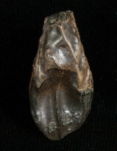 Partially Worn Triceratops Tooth #5704